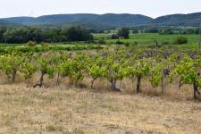 Connaux, Gard Terrain agricole de 7500 m²