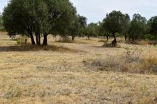Connaux, Gard Terrain agricole de 7500 m²